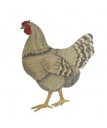 Plymouth Rock Hen Plymouth Rock Hen