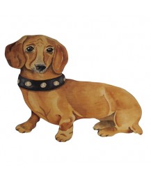 Dachshund in Collar